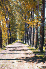 Fototapeta na wymiar Alley of poplars with yellowing leaves in late summer