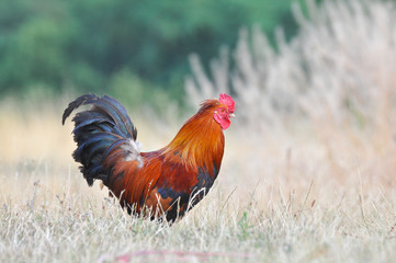 Beautiful multi colored rooster on farm. Colorful cock in backyard
