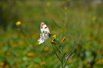 Little white butterfly in the grass