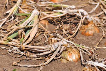 Ripe onion growing in the garden. Organic onion plantation in the vegetable garden agriculture