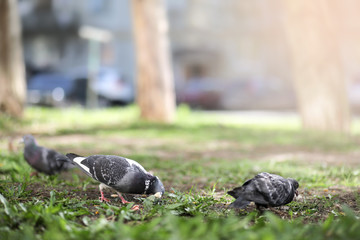 Dove in the grass of the park