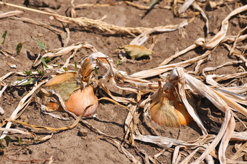 Ripe onion growing in the garden. Organic onion plantation in the vegetable garden agriculture