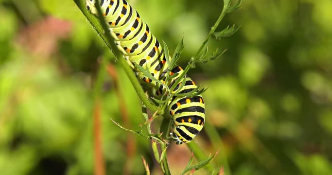 Colorful caterpillar "Macaone" (Papilio machaon) eats leaves on grass lawn