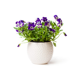 Colorful  pansy flower plant in white pot isolated