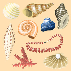 Sea marine animals and shells souvenirs cartoon vector illustration spiral tropical mollusk mussel decoration