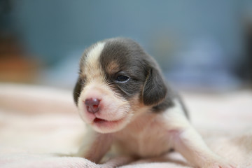 pure breed beagle Puppy is sleeping and looking in first time