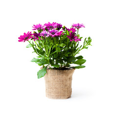 beautiful  colorful daisy flowers in small pot decorated with sackcloth isolated on white