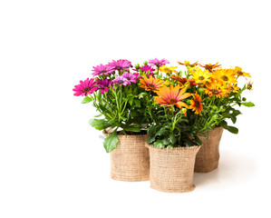 beautiful  colorful daisy flowers in small pots decorated with sackcloth isolated on white