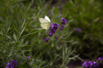 Butterfly on a lavender flower.