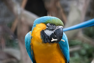 Ara bleu en gros plan