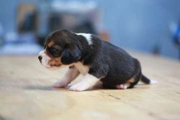 pure breed beagle Puppy is sleeping and looking in first time