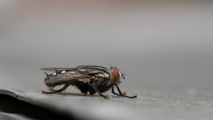 Macro of fly
