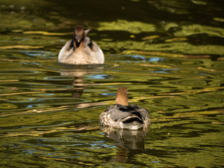 Ducks Swimming
