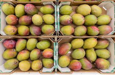 Boxes of fresh sweet juicy mangoes on a counter of local farm market