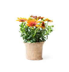 beautiful  colorful daisy flowers in small pot decorated with sackcloth isolated on white