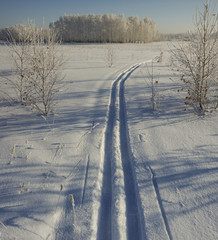 Skiing in the winter forest on a sunny day