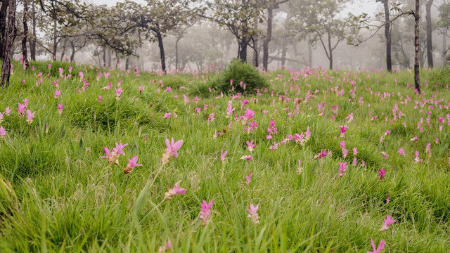 Fototapeta Lotus haven in rainy season
