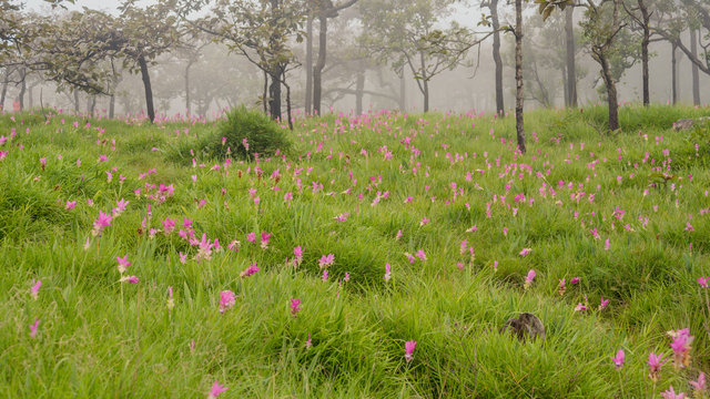 Fototapeta Lotus haven in rainy season