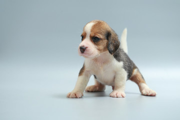 strong pure breed beagle puppy on studio light