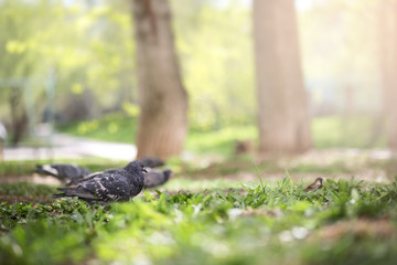 Fototapeta premium Dove in the grass of the park