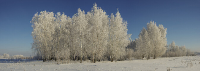 Panorama of a winter forest on a sunny day against a blue sky