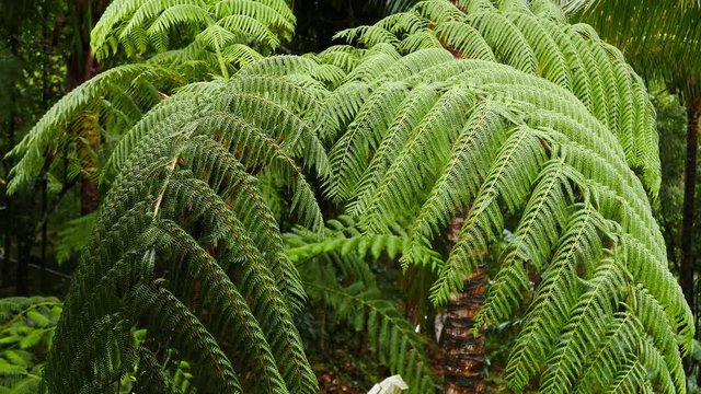 A close up of fern fronds in Siaton tropical forests under the rain. Presented as real time.
