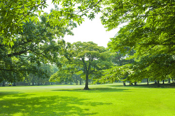 Fototapeta premium 公園 木