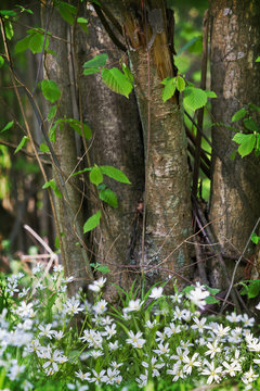 Glade with white stellaria flowers on a background of hazel bush. Vertical image