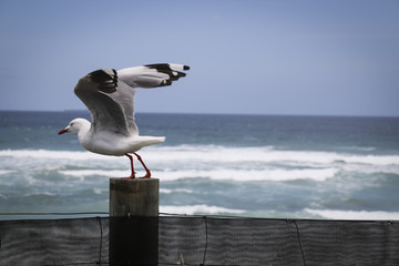 seagull at the beach newcastle australia