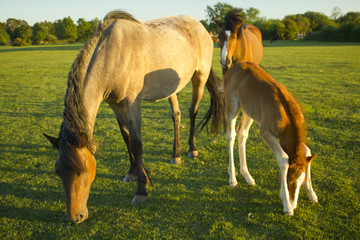 お食事中の馬親子とそれを見守る馬