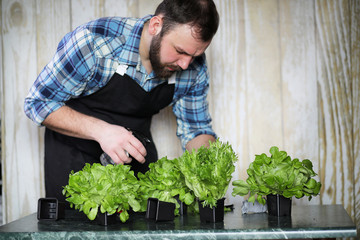 bearded man takes care of the lettuce is grown in pots at home