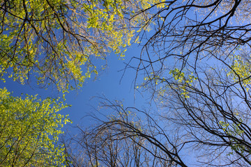 forest trees with leaf and without during spring low angle  