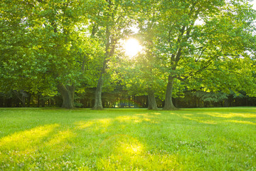 公園　太陽光