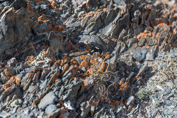 light  red-brown, Lichens  or rock fungus on a rock texture on Mountain in Ulgii : Mongolia .