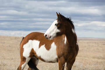 Fototapeta na wymiar Pinto horse with grey sky in background