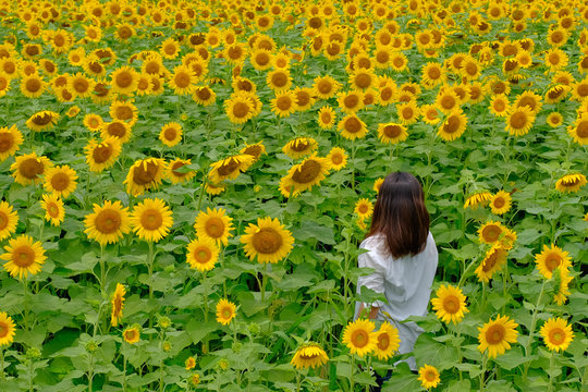 ひまわり畑に立つ女性の後ろ姿  -woman in beauty field with sunflowers