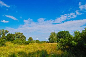 Obraz premium Summer landscape with blue sky and yellow meadow