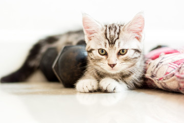 Cute American shorthair cat sitting on the floor