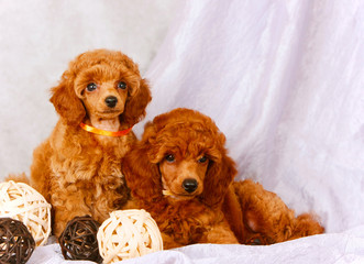 Two red poodles sit on a gray background. Lovely puppies with decorative balls. Beautiful curly dogs in photo studio. Decorative pets, horizontal photo.