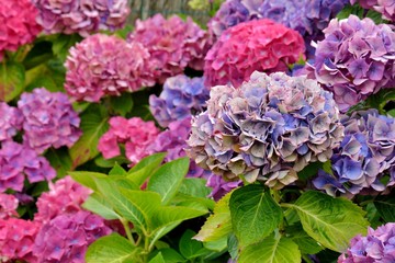 Magnifiques hortensias du Trégor en Bretagne