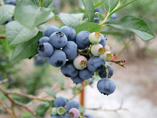Blueberry in orchard
