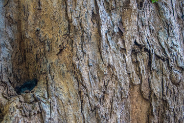 Natural background, tree trunk surface