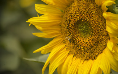Naklejka premium A bee in the yellow pollen of a large flower of a sunflower.