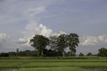  Yang Gurjan or Garjan  or rubber tree is the big and ole tree in Thailand forest .