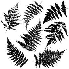 Set of seven silhouettes of ferns. Vector.