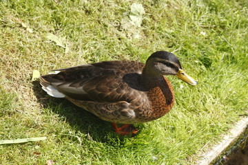 Ente auf einer Wiese , Anas platyrhynchos