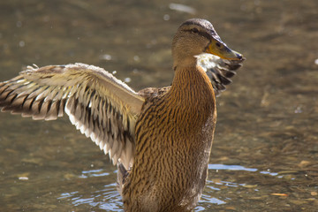 Germano reale apre le ali