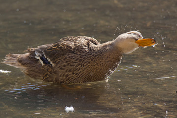 Germano reale scuote la testa