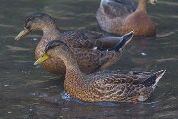 Femmine di germano reale