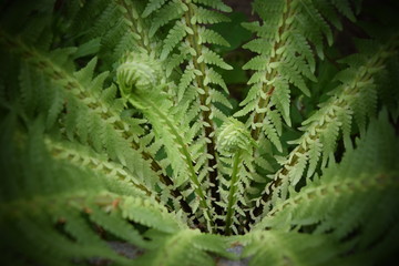 fern